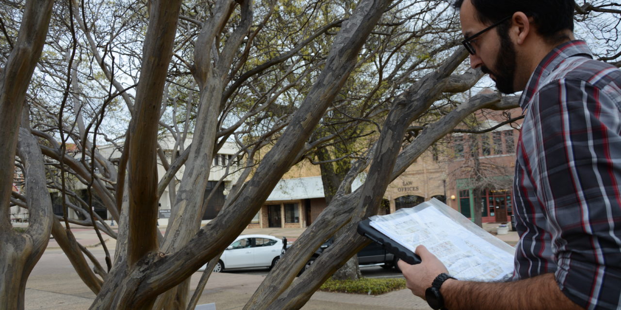 Crape Myrtle Bark Scale Study Reveals Tree Treatments to Fight Pests