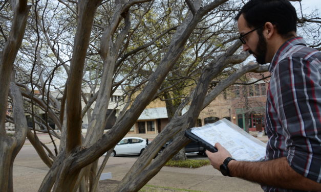 Crape Myrtle Bark Scale Study Reveals Tree Treatments to Fight Pests
