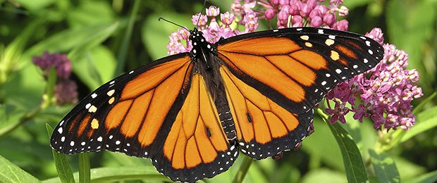 Monarch Numbers Appear to be Down Again
