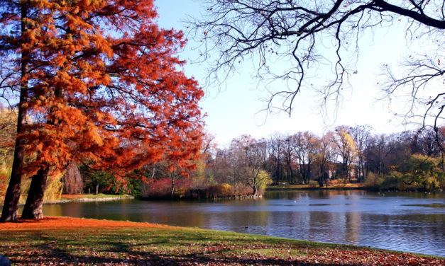 Celebrate National Arbor Day with Ten Free Shade Trees