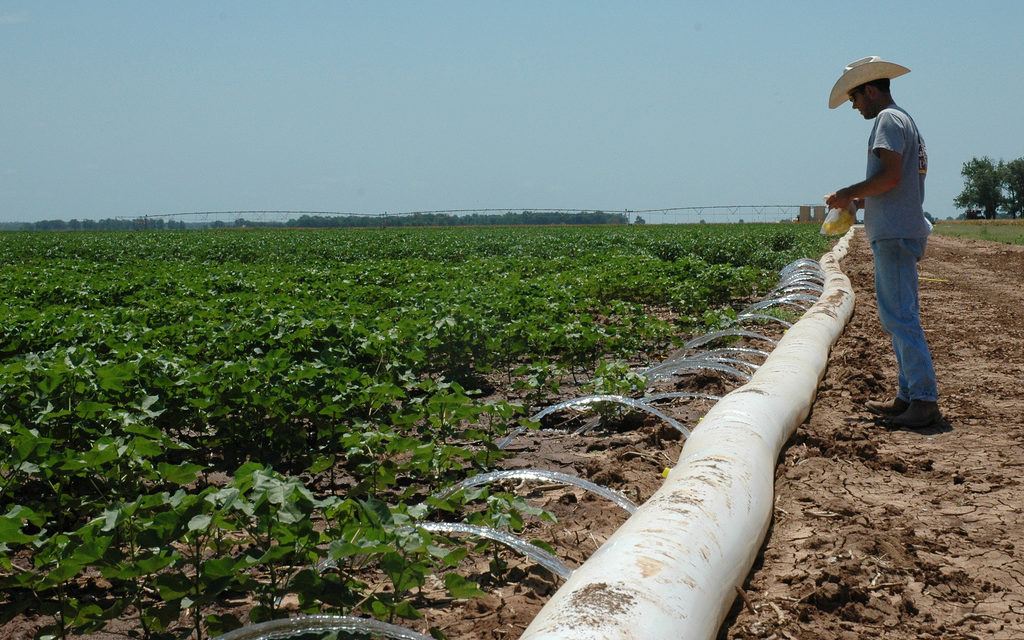 Moisture levels a concern for some cotton producers