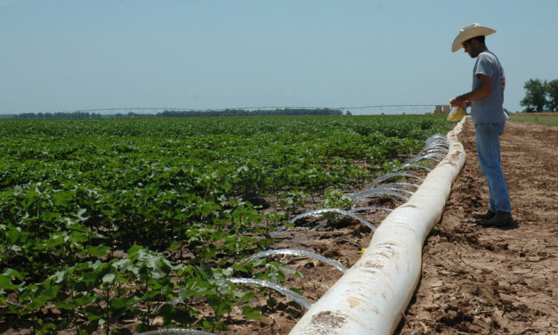 Moisture levels a concern for some cotton producers