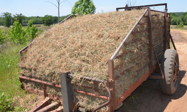 Establishing Bermuda grass pastures takes time, preparation