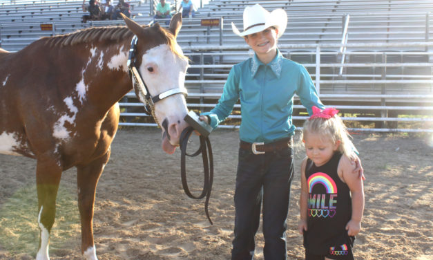 2017 Horse Halter Project Show