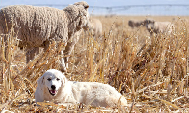 East TX Goat Raisers Association Hosts Livestock Guard Dog Program July 8, 2017