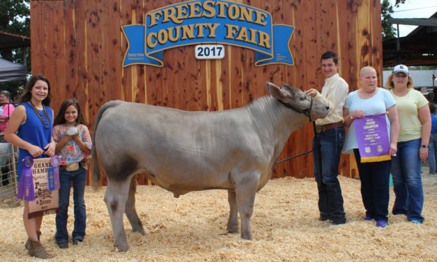 Youth Livestock Sale Earns Over $400,000