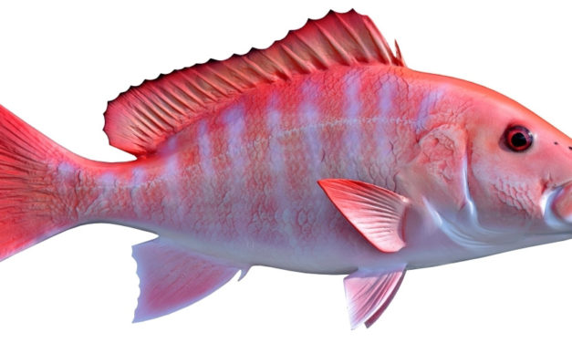 TPWD Extends Red Snapper Season in Federal Waters