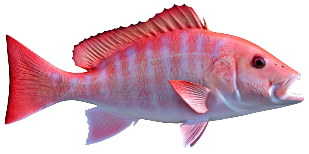 TPWD Extends Red Snapper Season in Federal Waters
