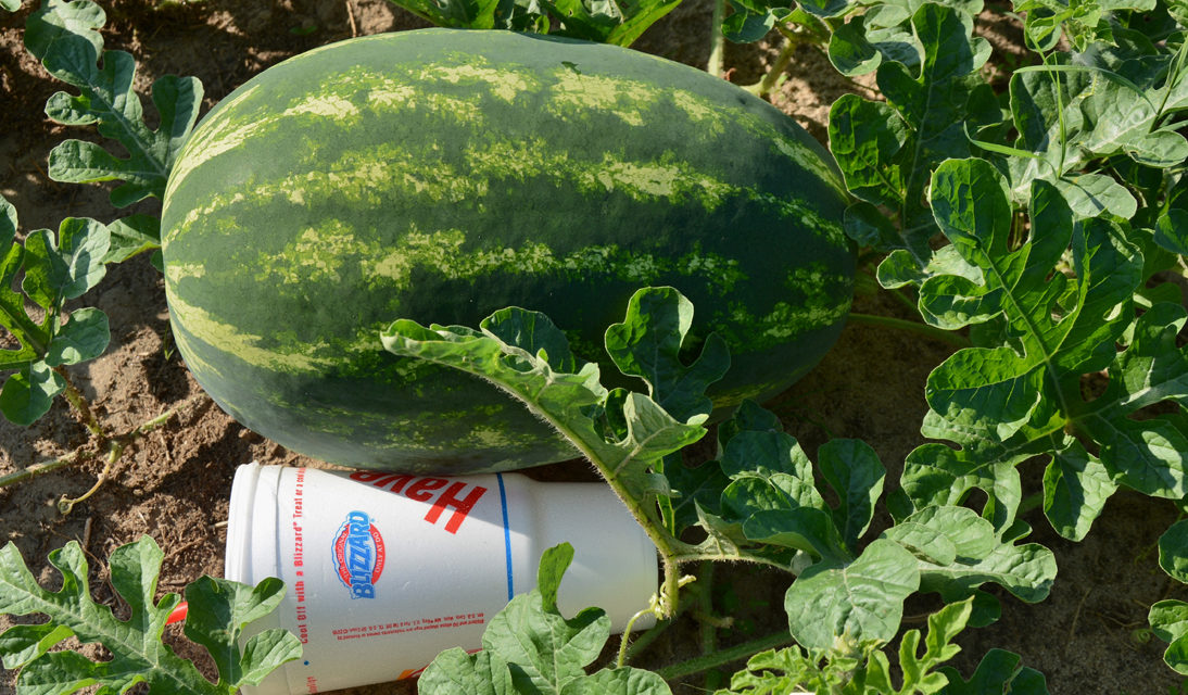 Texas watermelon crop looks good and on schedule for Fourth of July
