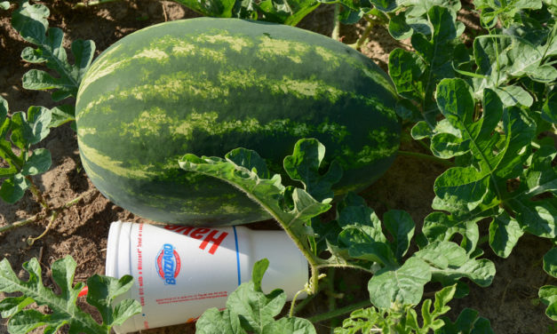 Texas watermelon crop looks good and on schedule for Fourth of July