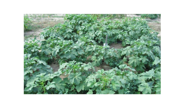 Intercropping boosts vegetable production