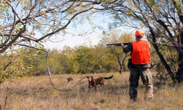 Woods, Waters, & Wildlife: Quail Today – Any Tomorrow?