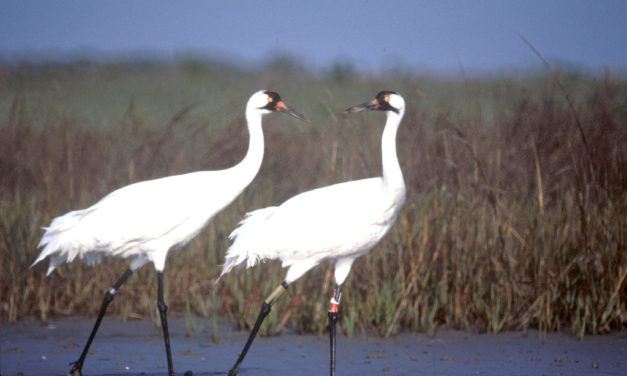 Woods, Waters, & Wildlife – A Federal Case