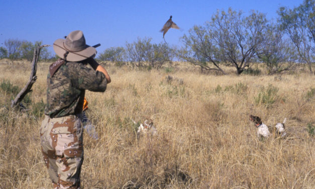 Woods, Waters, & Wildlife – Ever Pheasants