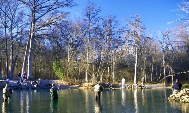 Wood, Waters and Wildlife – Winter Sun