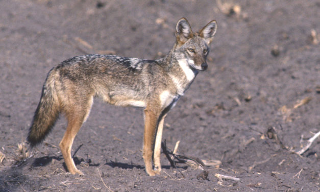 Woods, Waters, & Wildlife: Ah, February!