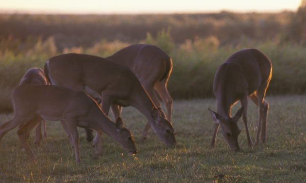 Woods, Waters, & Wildlife: You Never Forget the First Time