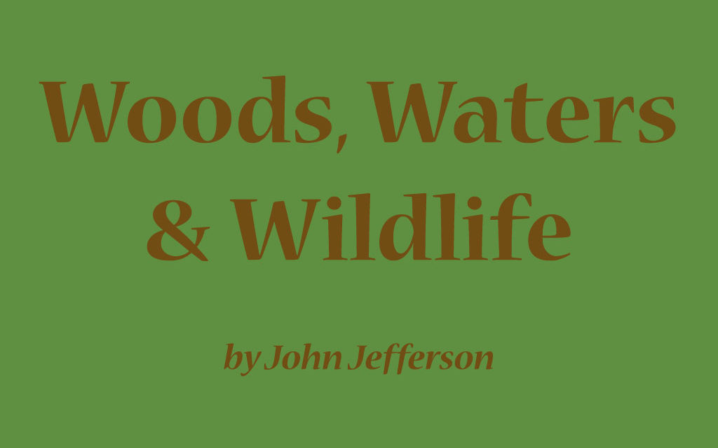 Woods, Waters, & Wildlife: Where the Buffalo Roam