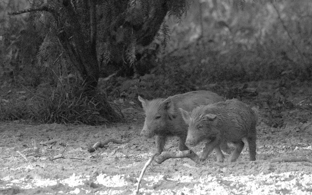 Woods, Waters, & Wildlife – Wild About Hogs