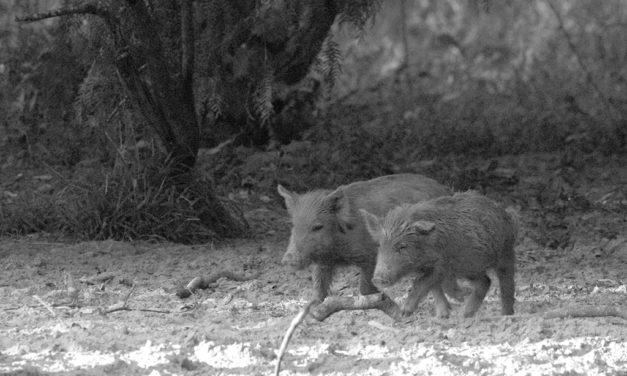 Woods, Waters, & Wildlife – Wild About Hogs