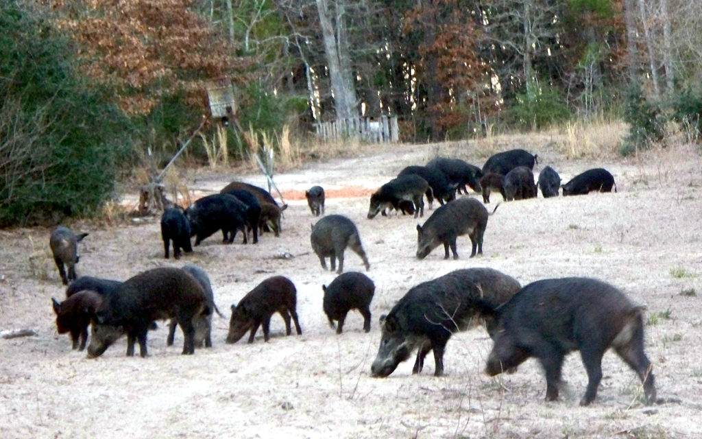 War on Hogs Declared by Wortham PD