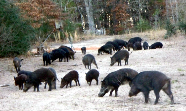 War on Hogs Declared by Wortham PD