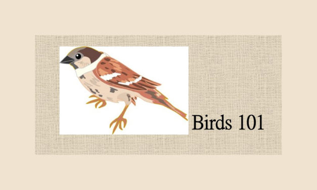 Hiking, Bird Watching at Fairfield’s Lake Squirrel Proof Bird Feeder Station This Weekend