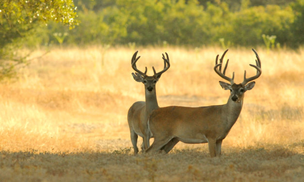 Woods, Waters, & Wildlife: Major Fishing & Hunting Regulation Proposals