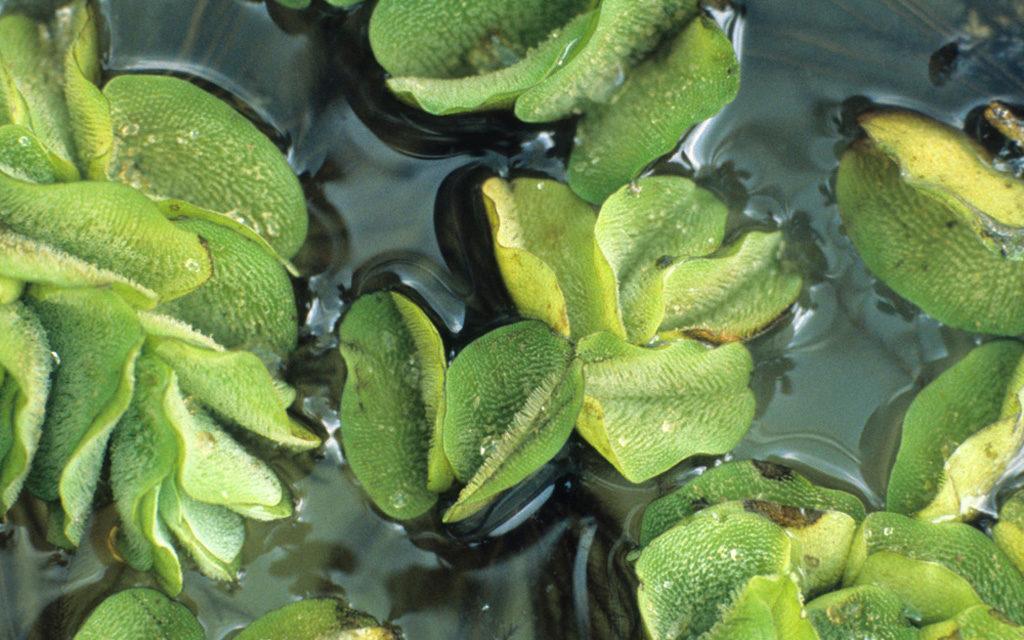 Invasive Giant Salvinia Found at Lake Athens