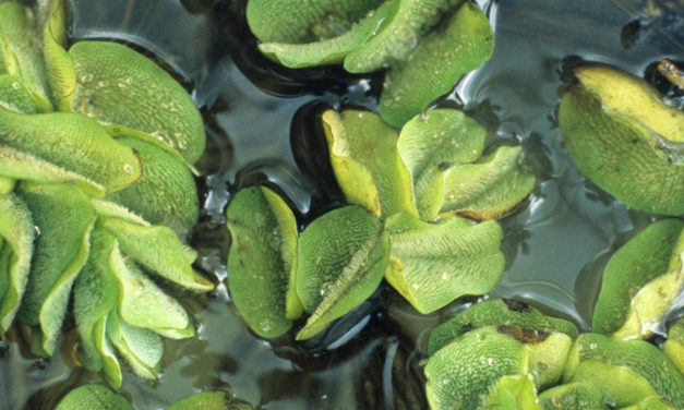 Invasive Giant Salvinia Found a Lake Nacogdoches
