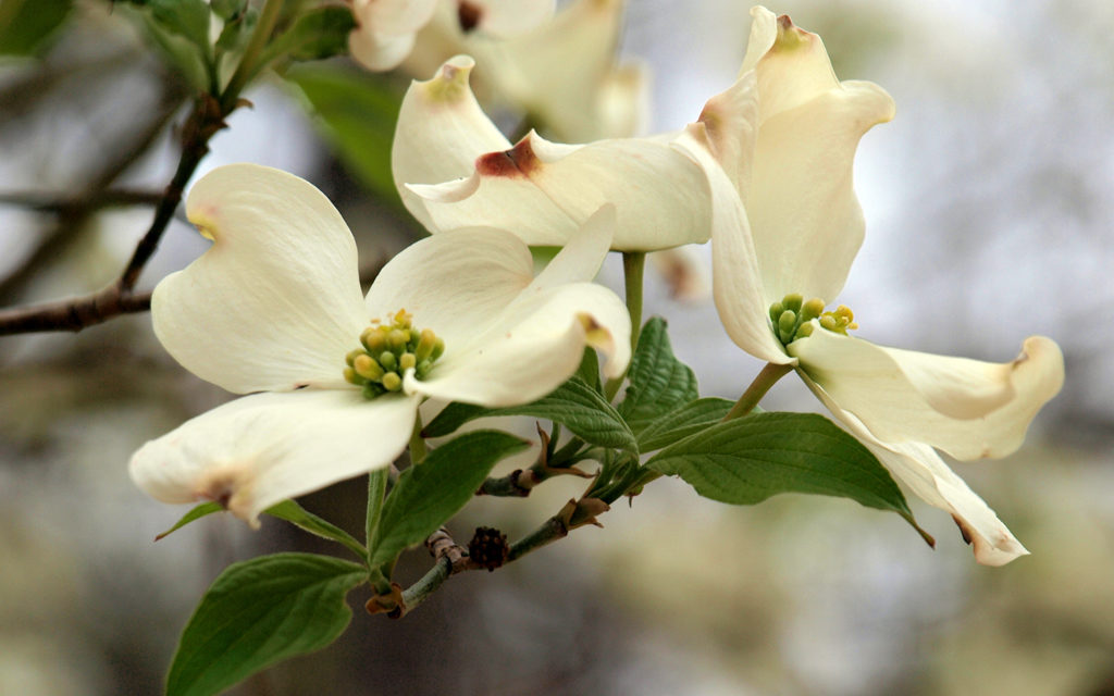 Palestine Celebrates 80 Years of Tradition With Dogwood Trails Festival