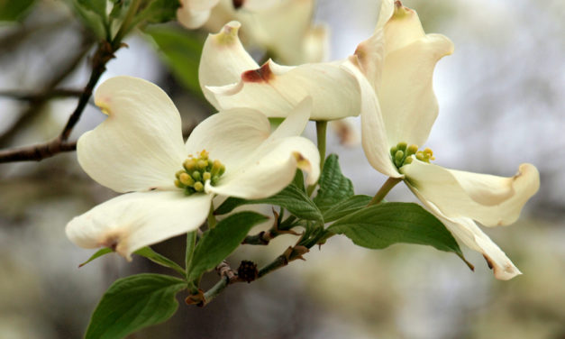 Palestine Celebrates 80 Years of Tradition With Dogwood Trails Festival