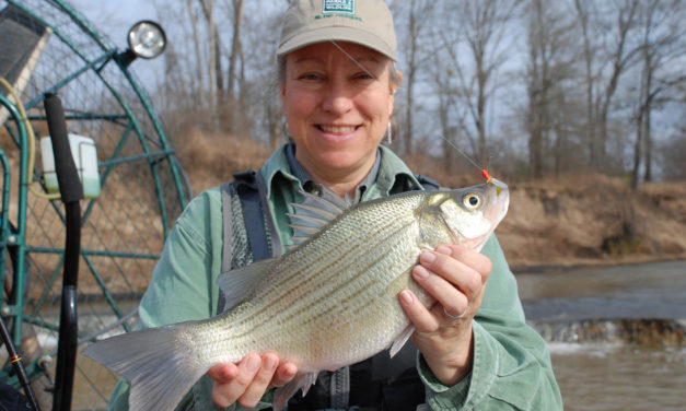 Texas Fisheries Staff Predict Prime White Bass Run in 2018