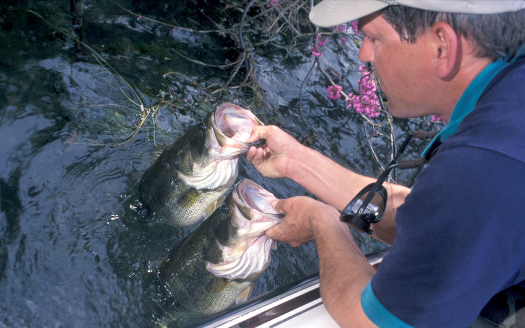 Woods, Waters, and Wildlife — Rainbows, Redbuds, and Running Bass