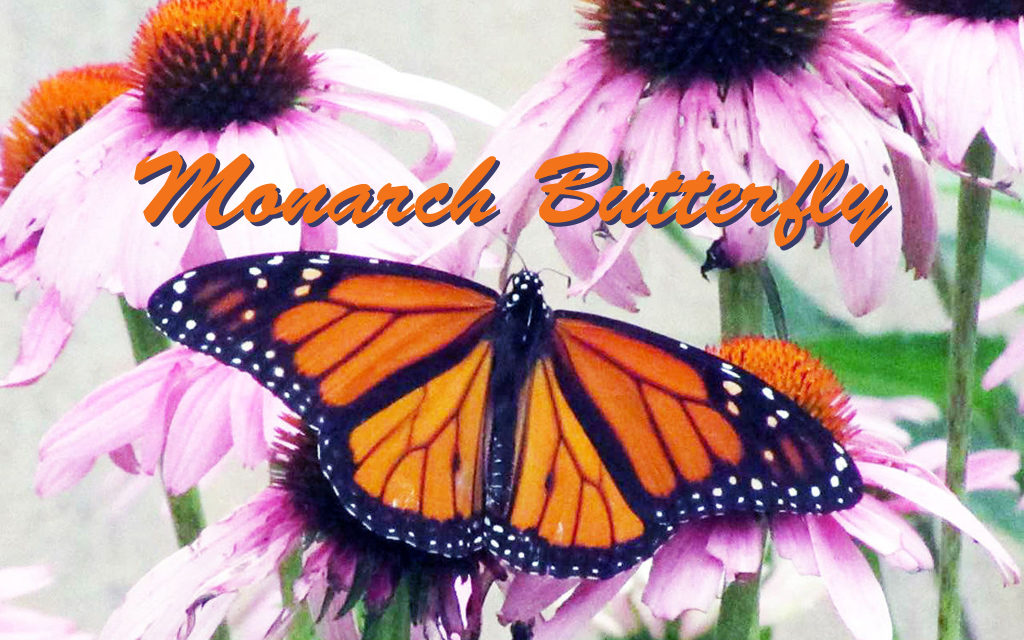 Monarch Numbers Down Again Says Texas A&M Expert