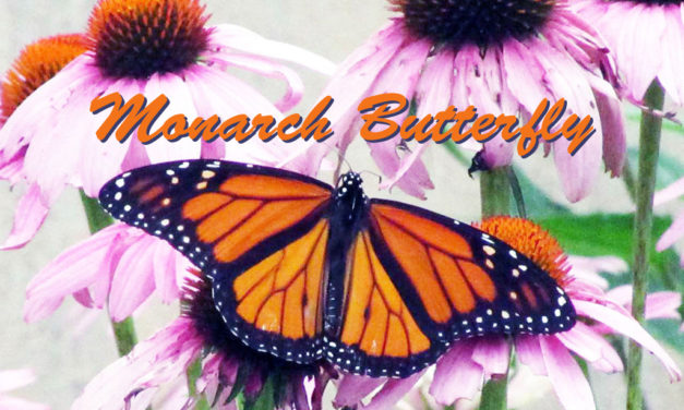 Monarch Numbers Down Again Says Texas A&M Expert