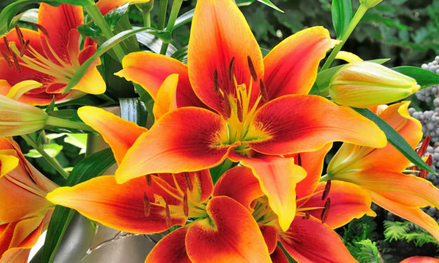 Plant Lilies for a Summer Garden of Elegant and Fragrant Blooms