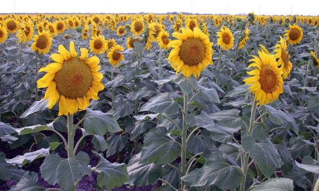 Interest in alternative crops remains steady despite lower prices for some