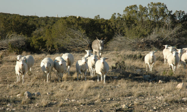 Demand for sheep, goats remains high amid strong meat, wool, mohair markets