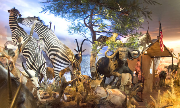 Woods, Waters and Wildlife:  Extraordinary Wildlife Gallery