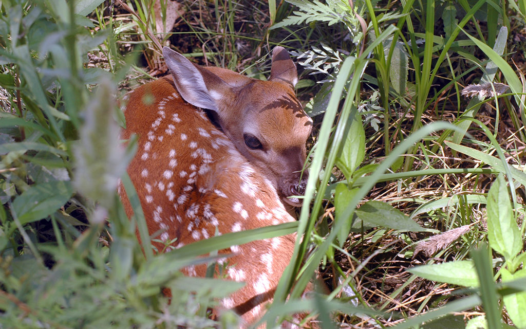 Woods, Waters & Wildlife: Leave it Alone!