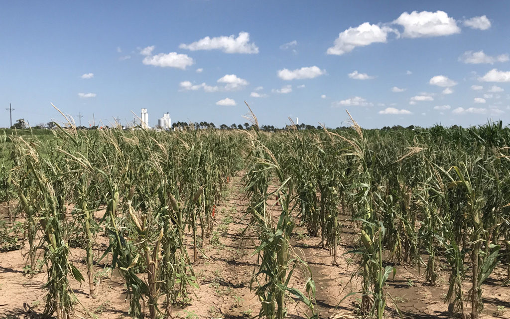 Corn, sorghum producers face weather, market uncertainties