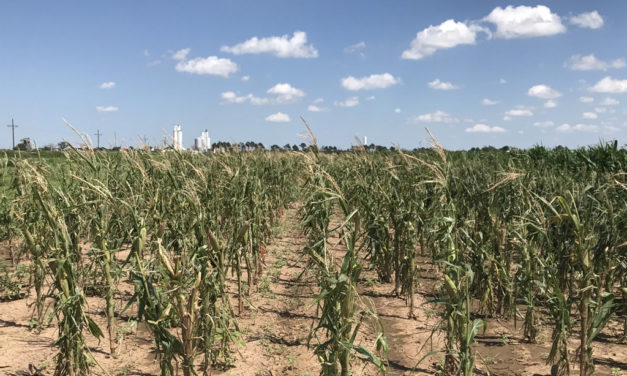 Corn, sorghum producers face weather, market uncertainties