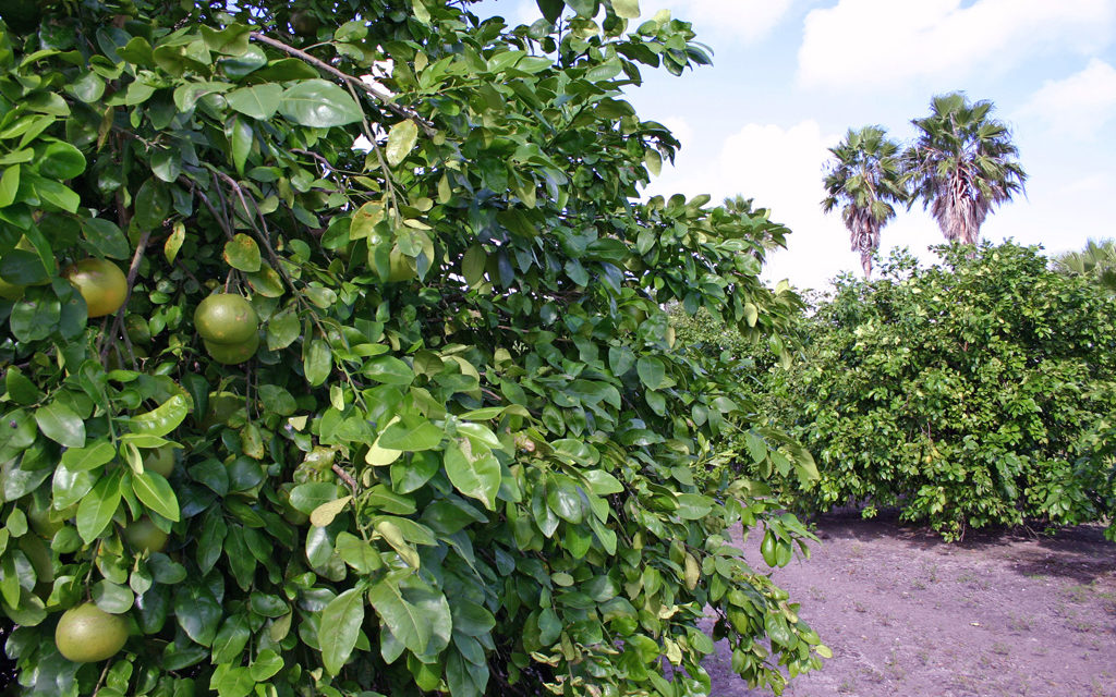 Texas citrus growers produce bumper crop for 2018