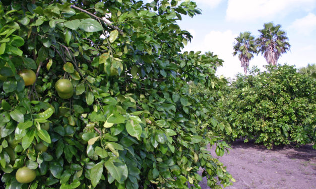 Texas citrus growers produce bumper crop for 2018