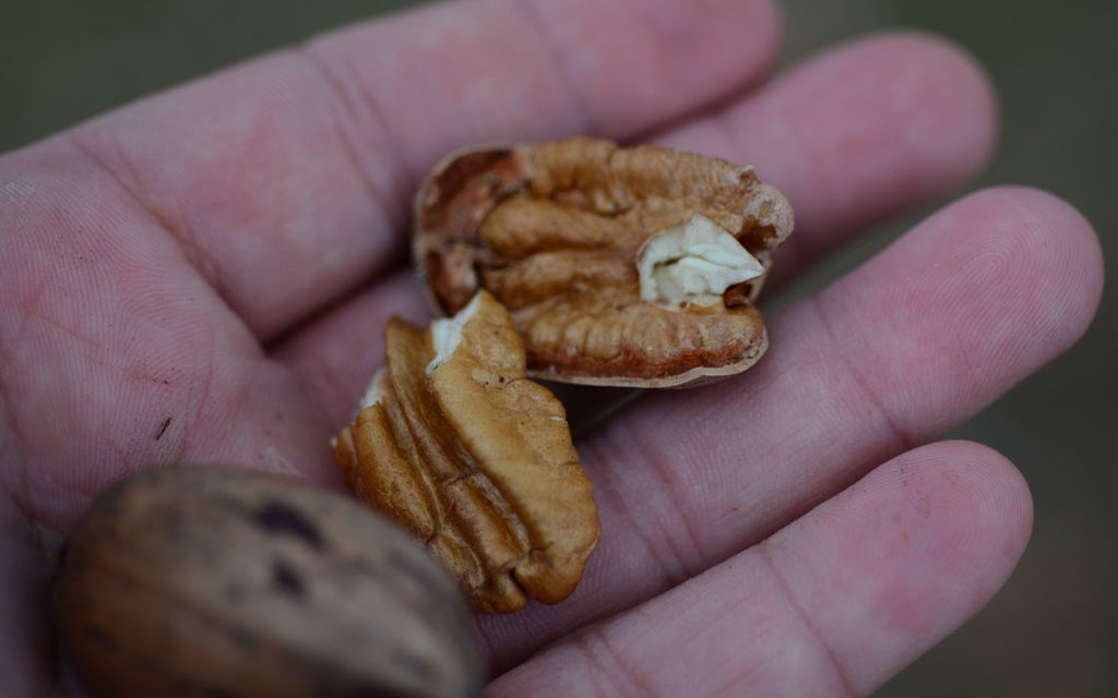 Pecan crop looks stronger, more uniform than in recent years