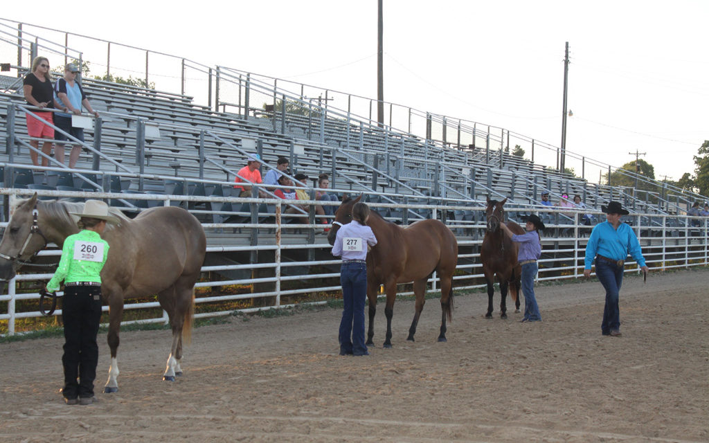 2018 Horse Halter Project Show