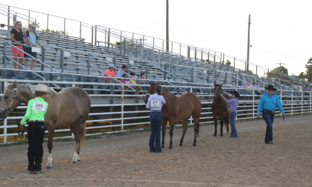 2018 Horse Halter Project Show