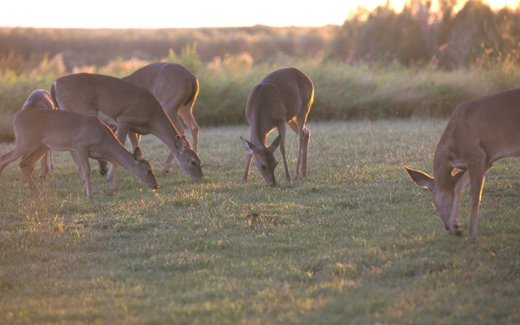 Woods, Waters and Wildlife: The Invisible Killer