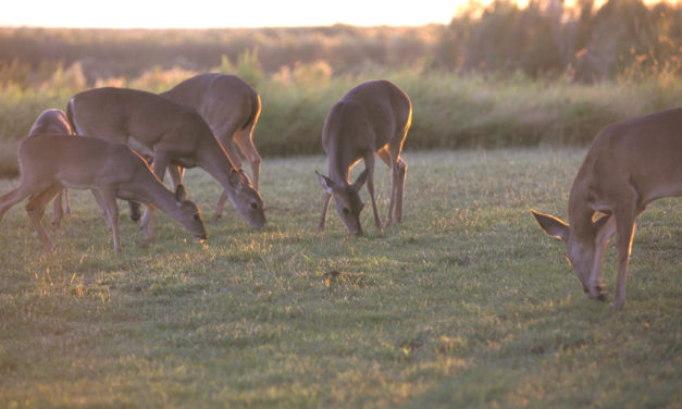 Woods, Waters and Wildlife: The Invisible Killer
